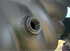 PRP Weld on EGT 1/8 NPT Stainless Steel - Game On Motorsports Australia